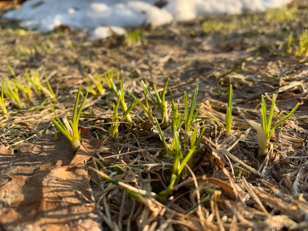 A closeup of new grass sprouting from snow covered ground on a sunny day.