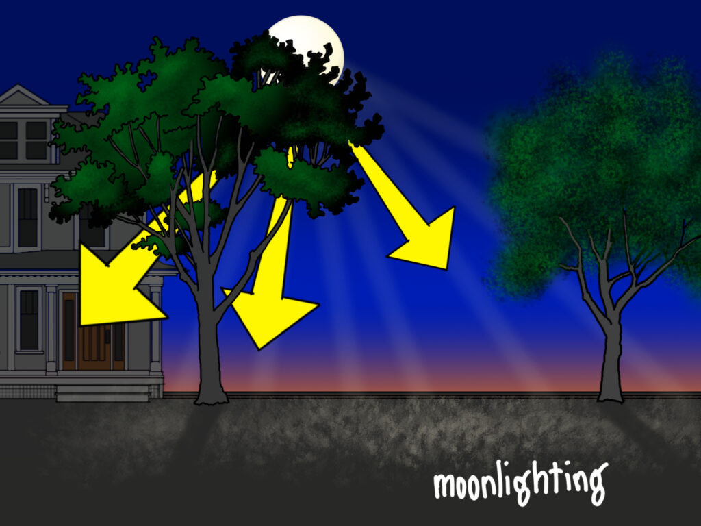 An illustration of moonlight cast through two trees in a front yard at dusk with arrows emphasizing the flow of light down to the ground