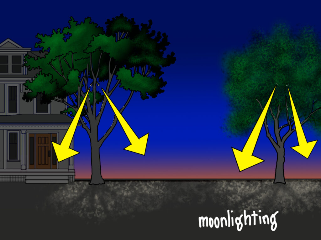 An illustration of moonlight style light cast through two trees from lamps in the branches in a front yard at dusk, with arrows emphasizing the flow of light down to the ground