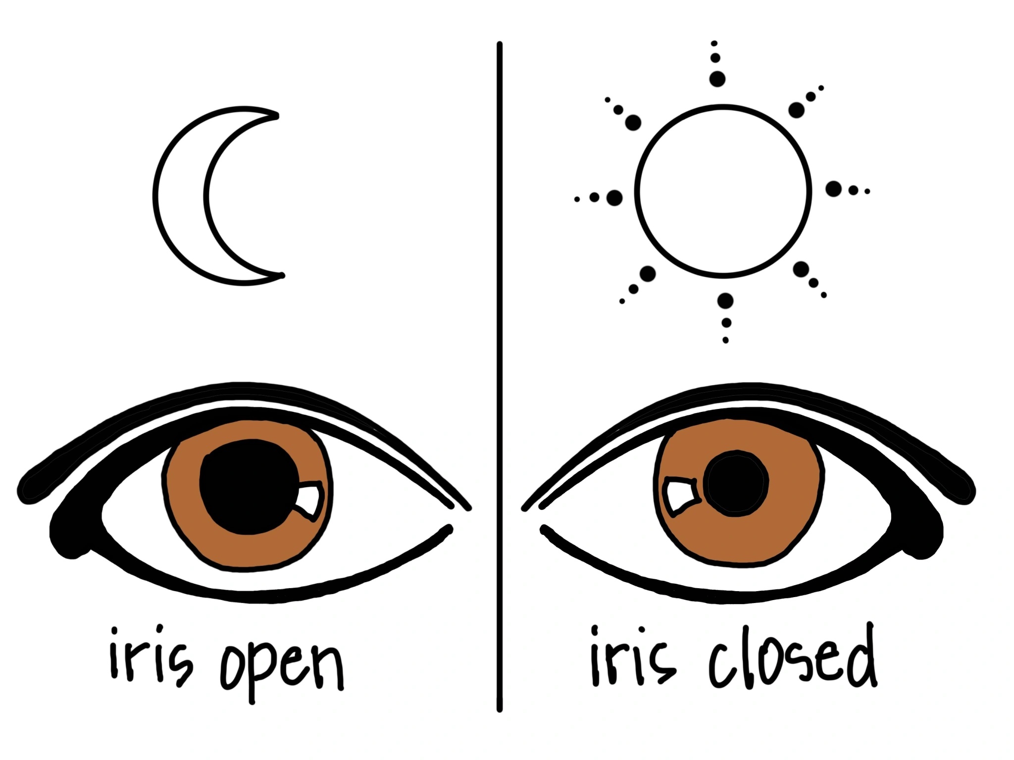 an illustration of a pair of eyes. A moon hangs over the left eye, and text labels it as "iris open." The iris is indeed open. A sun hangs over the right eye and text labels that as "iris closed." The iris is smaller than the left eye.
