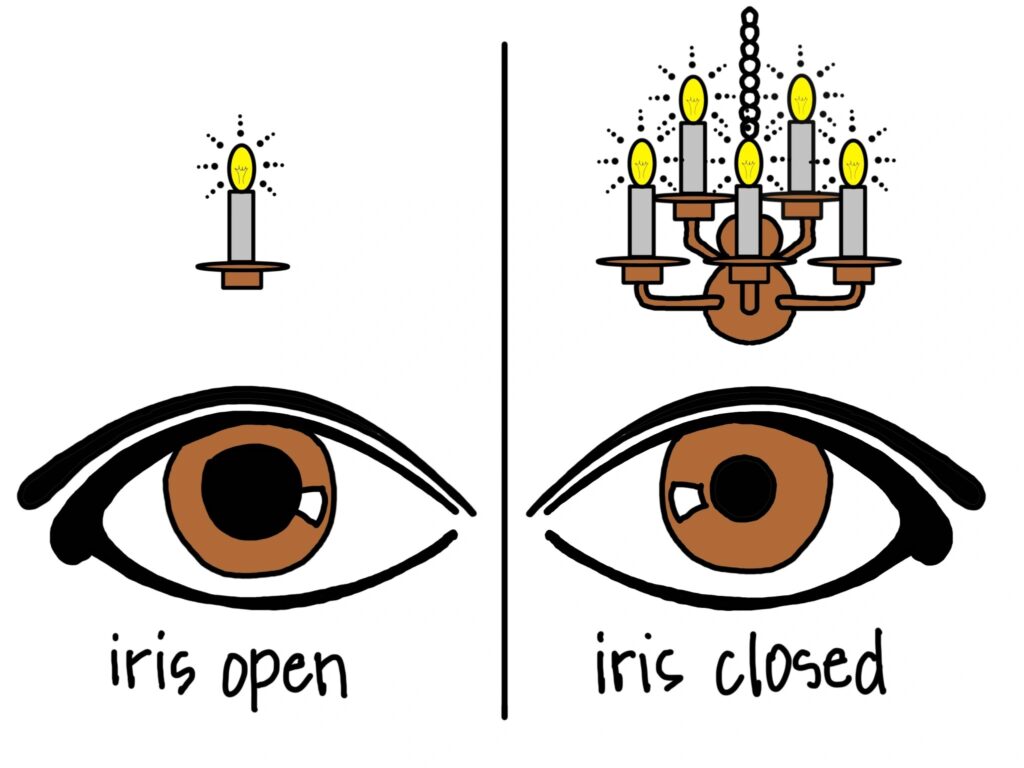 an illustration of a pair of eyes. A candle hangs over the left eye, and text labels it as "iris open." The iris is indeed open. A chandelier with multiple candles hangs over the right eye and text labels that as "iris closed." The iris is smaller than the left eye.