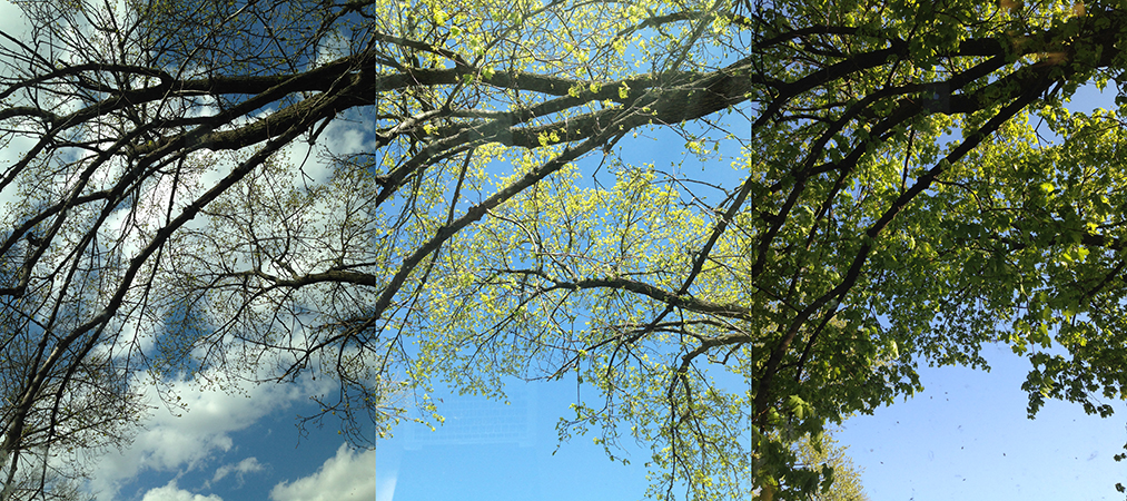 A photo of the same branch of a tree taken at different days. Far left, the sky is cloudy and the branch is cast in silhouette. Middle, the sky is clear and the buds on the branches are highlighted and green. Right, another clear sky with full foliage on the branch.