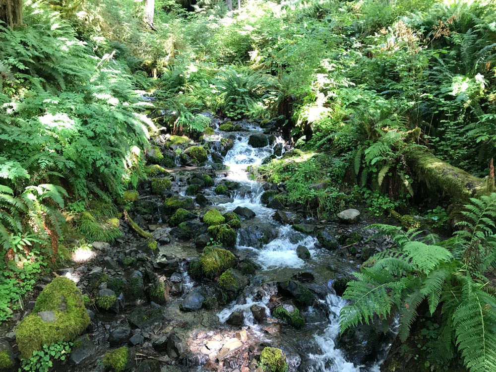 A creek filled with mossy rocks surrounded by ferns and other green leafy plants, shaded by trees with spots of sunlight poking through