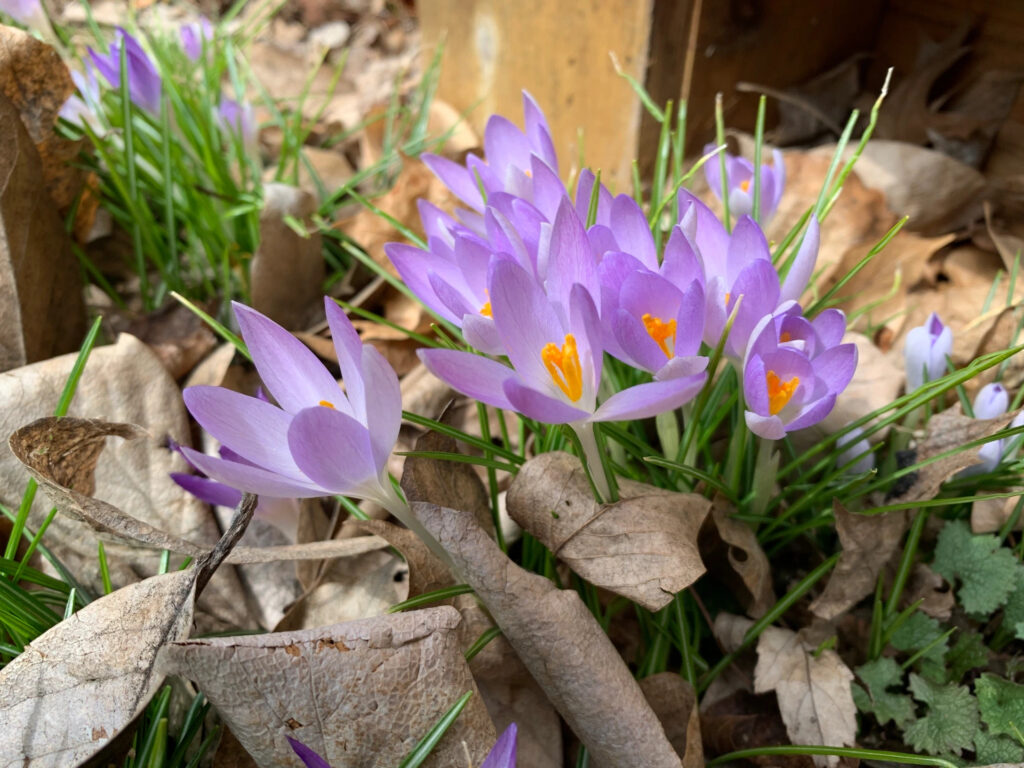 A closeup on several clusters of crocus blooming