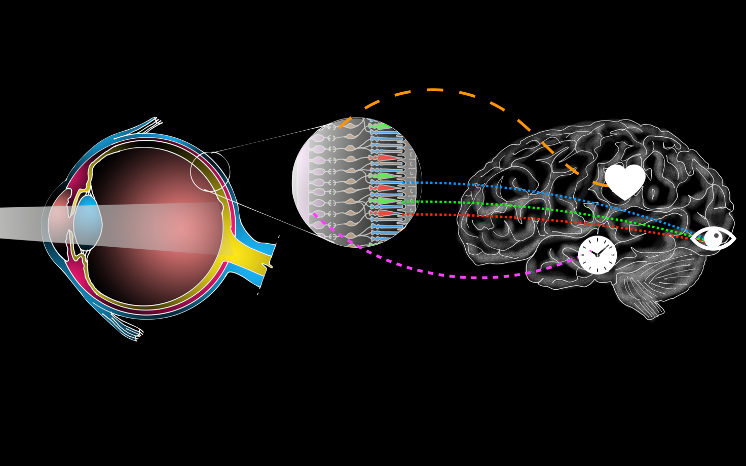 A diagram of an eye on the left and a brain on the right