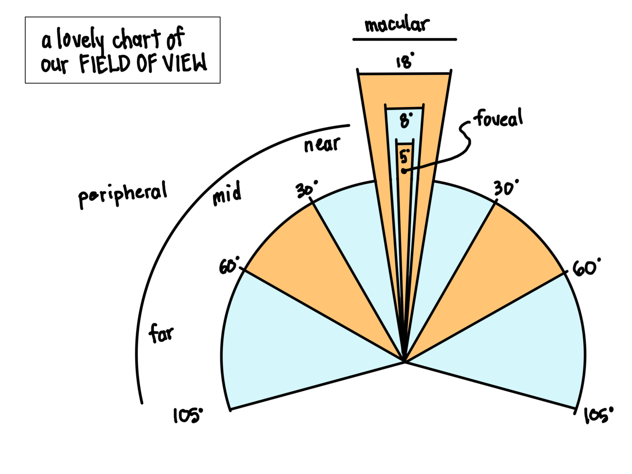 A diagram of a human's field of view, both peripheral and macular