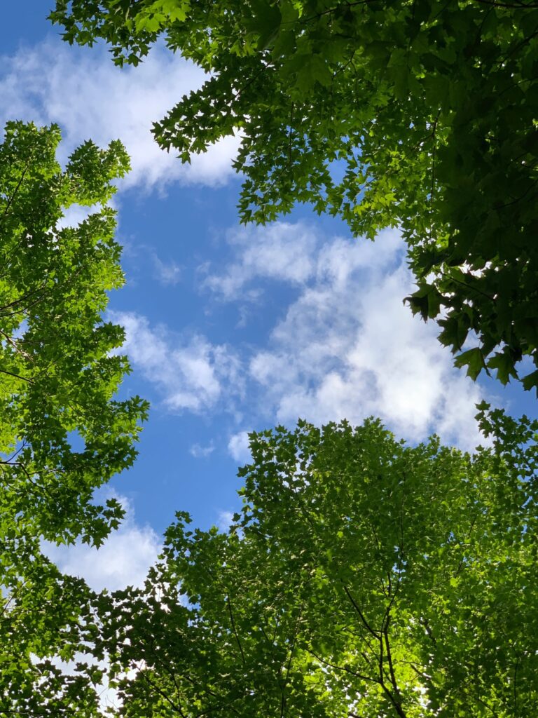 A photograph of a bright blue sky with a couple clouds, framed by bright green trees. It looks as though the photographer is looking straight up at the sky.