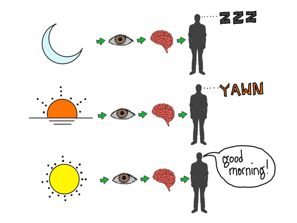 An illustrated chart with three rows. Row one: moon green arrow to eye green arrow to brain green arrow to silhouette figure with a trail of ZZZs by their head, indicating sleep. Row two: setting sun green arrow to eye green arrow to brain green arrow to silhouette figure thinking YAWN, indicating tiredness. Row three: yellow sun green arrow to eye green arrow to brain green arrow to silhouette figure saying "good morning."