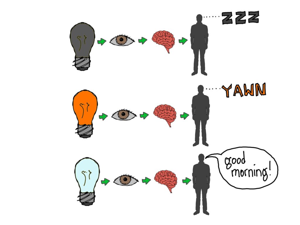 An illustrated graphic with three rows, depicting different colored light bulbs and their affect on people. Top row is a black lightbulb green arrow to eye green arrow to brain green arrow to silhouette figure with three ZZZs indicating sleep. Row two is an orange light bulb green arrow to eye green arrow to brain green arrow to silhouette figure next to the word YAWN. Row three is a light blue lightbulb green arrow to eye green arrow to brain green arrow to silhouette figure saying "Good morning!" indicating awakeness.