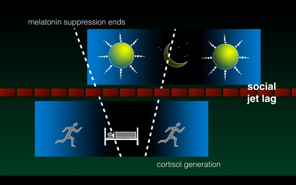 A diagram showing how sunlight affects melatonin suppression and cortisol generation during the day night/awake sleep cycles