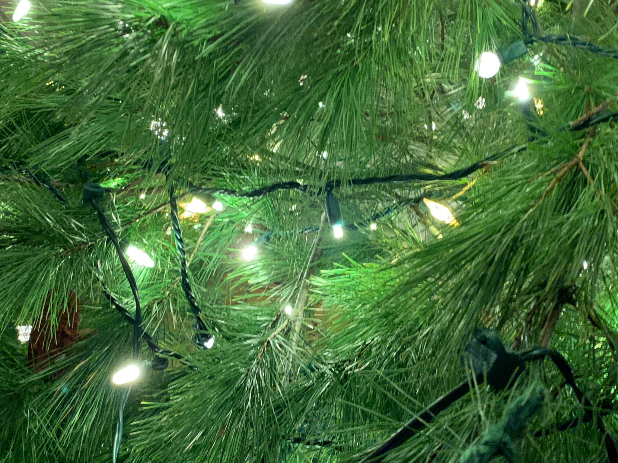 Pine tree branches with holiday lights strung on them