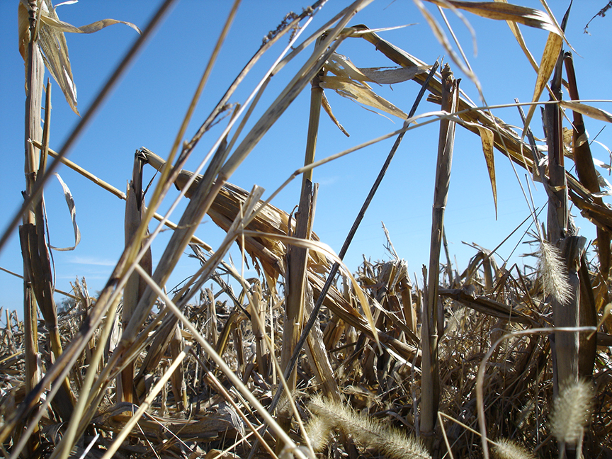 A photograph of dried cornstalks against a bright, blue sky