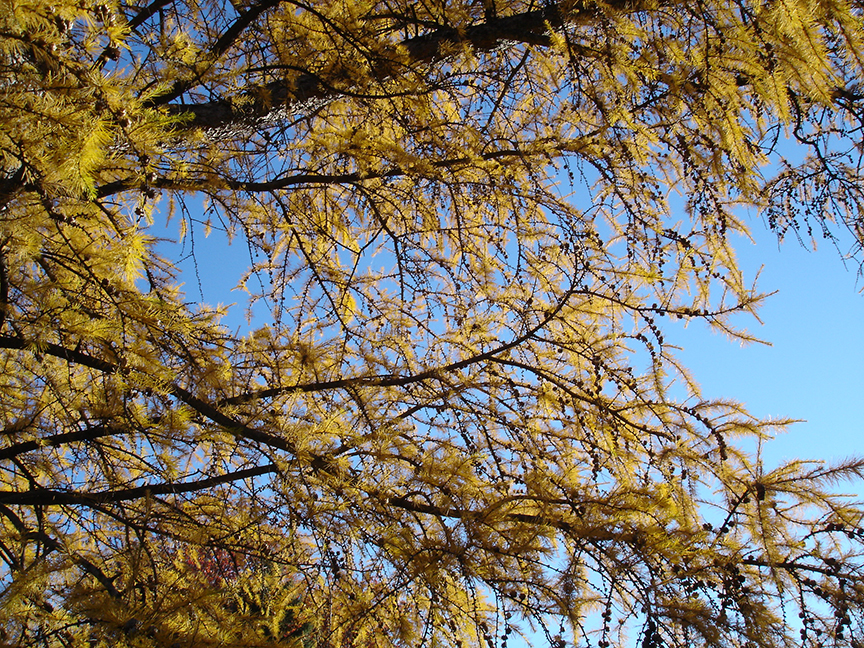 Tree branches with yellowing leaves against a blue sky