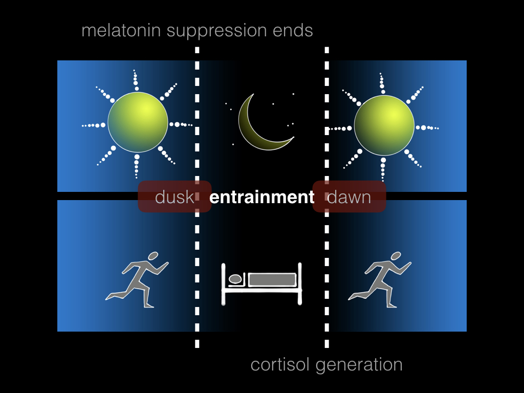 A diagram showing the human circadian rhythm as it should be - with humans moving their lives when the sun is up and sleeping when the sun is down.